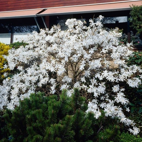 Magnolia Stellata, magnolia a fiori stellati