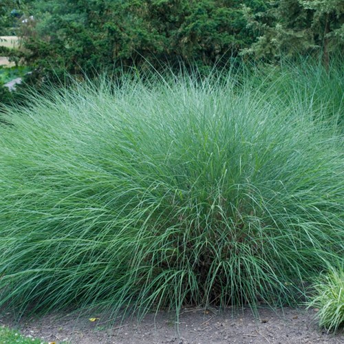 Miscanthus sinensis Gracillimus - Eulalia