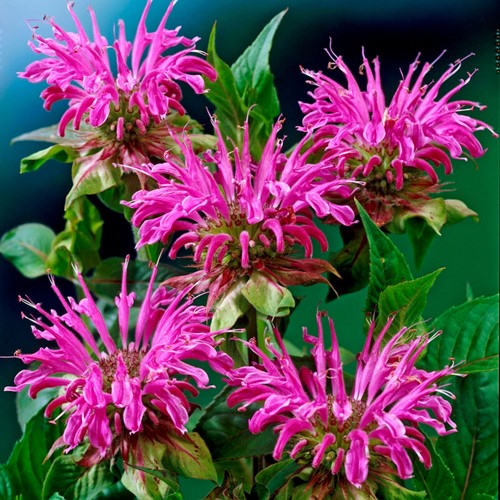 Monarda Prärienacht (Confezione di 3)