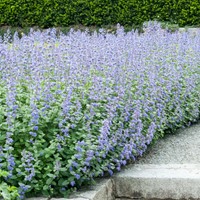 Kattenkruid Six Hills Giant - Nepeta faassenii