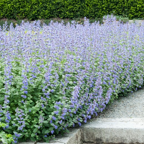 Erba Gatta Six Hills Giant - Nepeta faassenii (Confezione da 6)