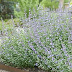 Nepeta Walker's Low - Kattenkruid