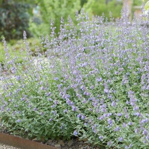 Erba Gatta Walker’s Low - Nepeta Faassenii