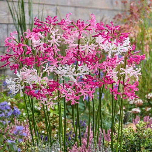 Nerine in Bianco e Rosa (Nerine Bowdenii)