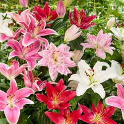 Mix di Gigli Orientali (Confezione Grande) (Lilium)