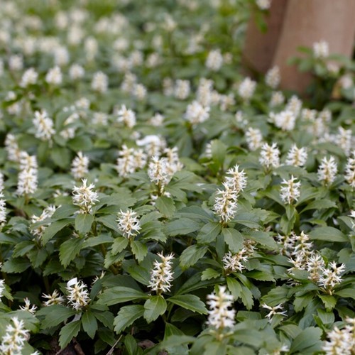 Pachysandra Giapponese 'Green Carpet' (Pachysandra Terminalis) (Confezione da 6)