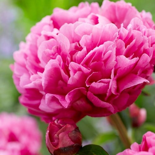 Paeonia Kansas