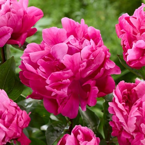 Peonia Sarah Bernhardt Rosa - Paeonia