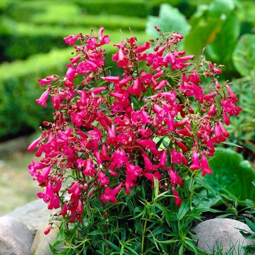 Penstemon Garnet