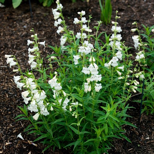 Penstemon White Bedder – Penstemon ibrido
