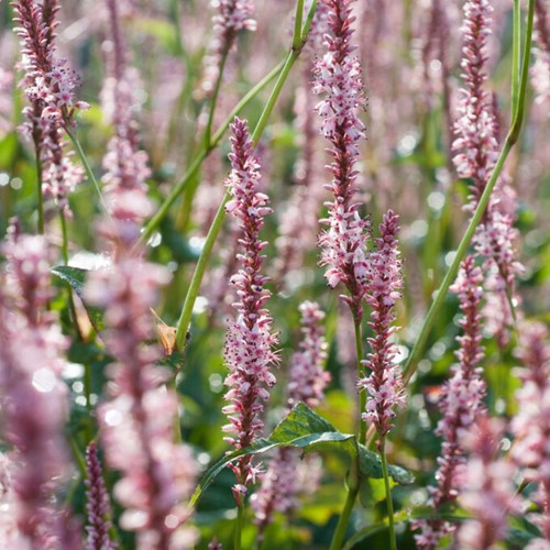 Persicaria amplexicaulis Rosea - Confezione da Sei