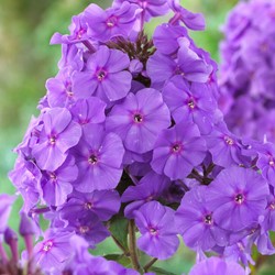 Flox Amethyst - Phlox paniculata