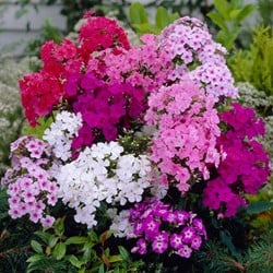 Phlox Mix - Miscela di Flox