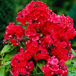 Flox Orange Perfection - Phlox paniculata