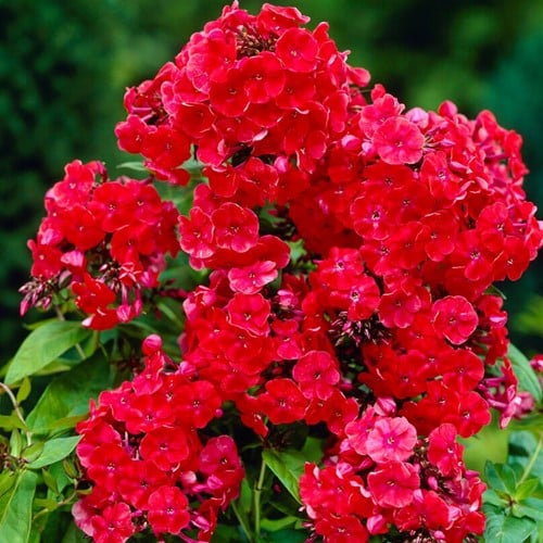 Flox ‘Orange Perfection’ - Phlox Paniculata (Confezione da 6)