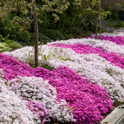 Phlox Subulata Mix - Phlox strisciante (Confezione da 3)