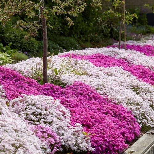 Phlox Subulata Mix - Phlox strisciante (Confezione da 6)
