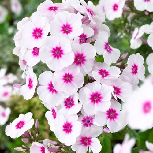 Phlox paniculata Swizzle Blue - Flox