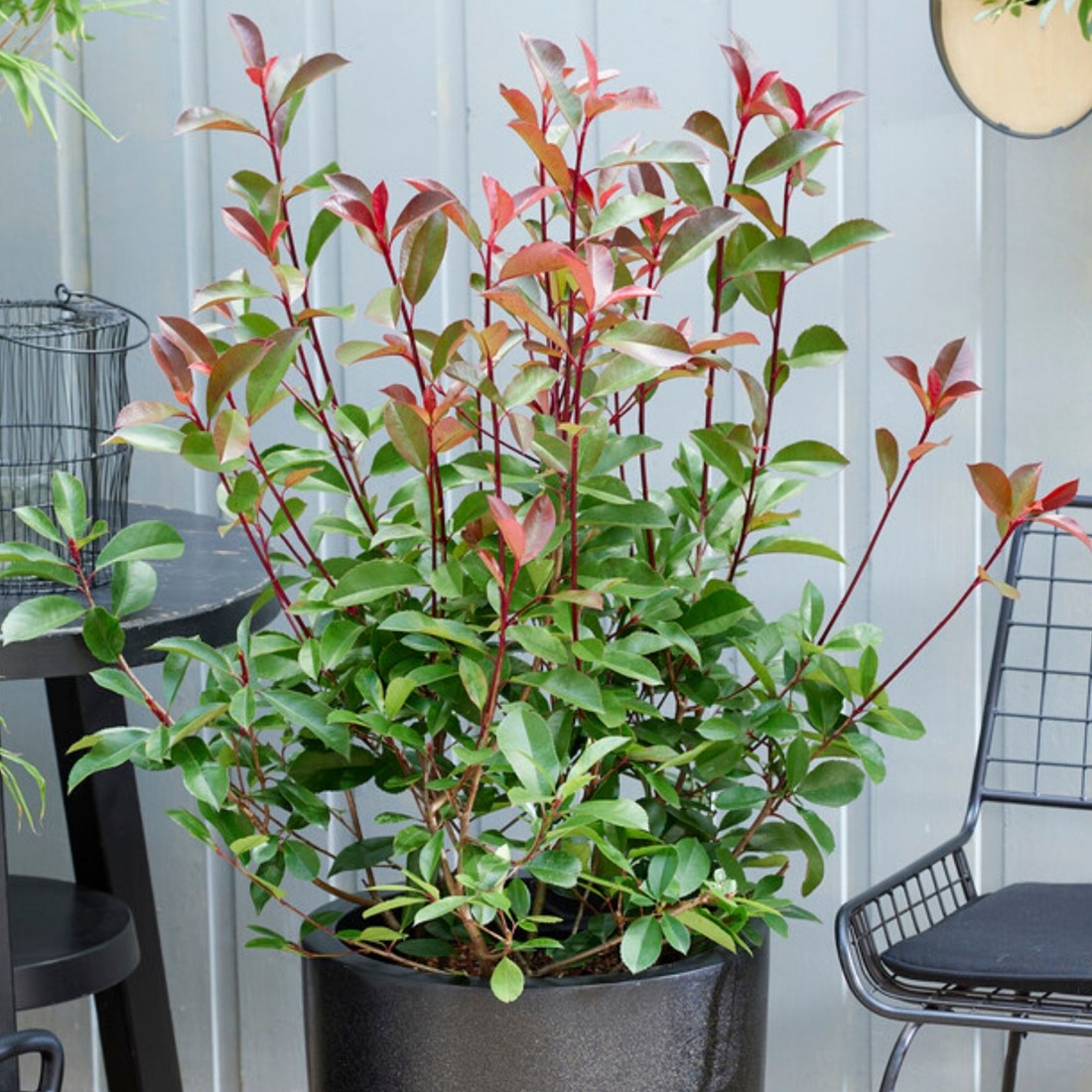 Photinia fraseri Red Robin - Glansmispel Florablom