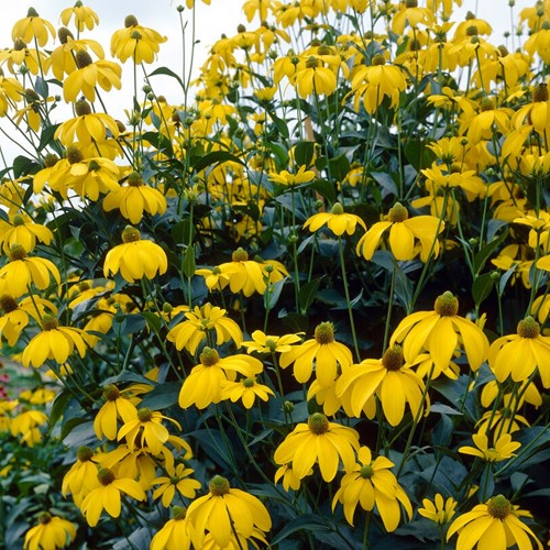 Rudbeckia Herbstsonne - Rudbeckia nitida (Confezione da 6)