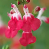 Bossalie Hot Lips - Salvia microphylla
