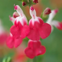 Salvia della Nonna Hot Lips - Salvia microphylla