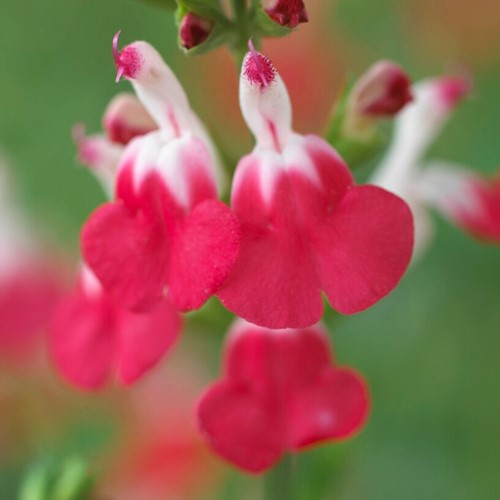Salvia della Nonna Hot Lips - Salvia microphylla