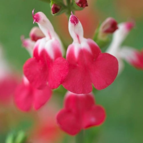 Salvia della Nonna Hot lips - Salvia microphylla