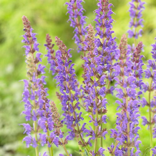 Salvia ‘Mainacht’ - Salvia Nemorosa (Confezione da 6)