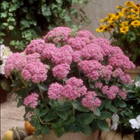 Borracina rosa Brillant - Sedum spectabile