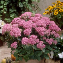 Borracina rosa Brillant - Sedum spectabile