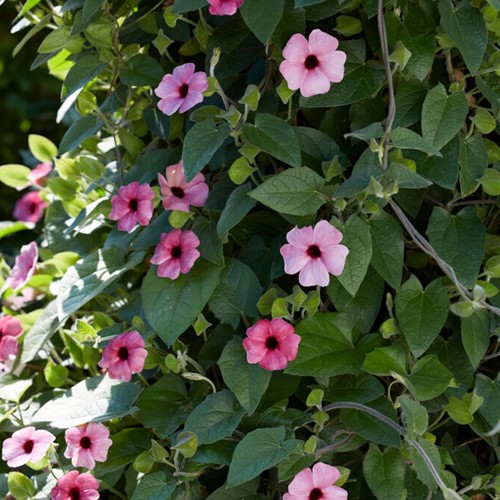 Thunbergia alata Rosa – Susanna dagli occhi neri