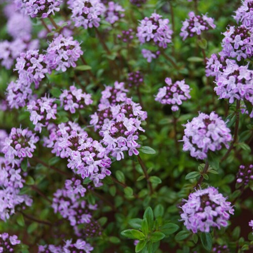 Timo Limone Doone Valley - Thymus citriodorus