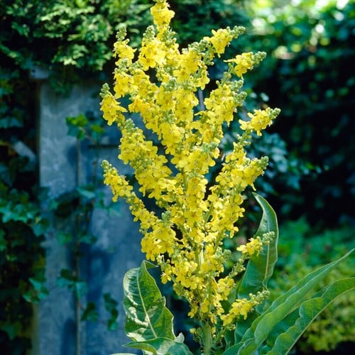 Verbascum Olympicum (pianta da vaso)