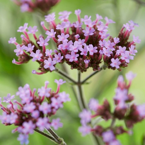 Verbena Lollipop - Verbena bonariensis (Confezione da 6)