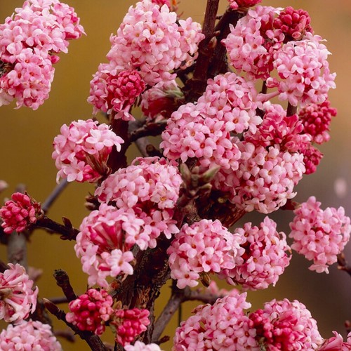 Viburno Dawn - Viburnum bodnantense