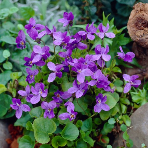 Viola odorata Königin Charlotte