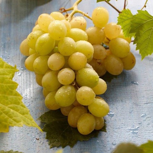 Vigna Bianca - Vitis vinifera