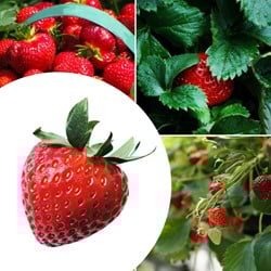 20x piante di Fragole Korona – Fragaria
