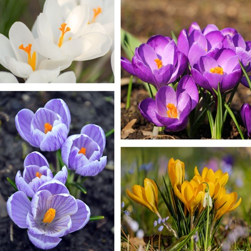 Crocus tommasinianus Mix