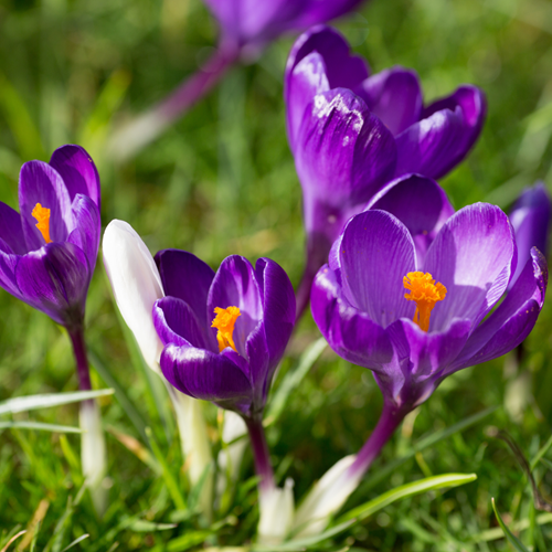 Zafferano vero 'Remembrance' (Crocus Sativus)