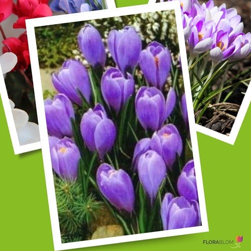 Zafferano maggiore Grand Maitre - Crocus vernus