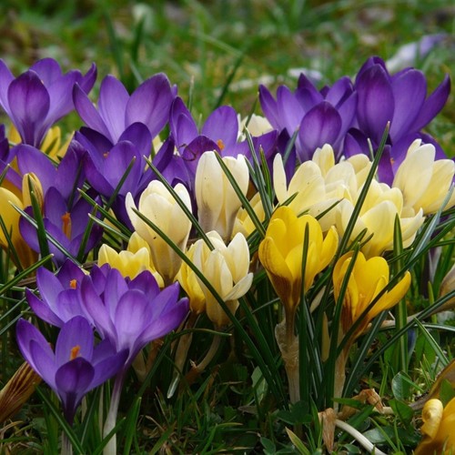 Krokus Grootbloemig Mix - Crocus (XL-verpakking)-2