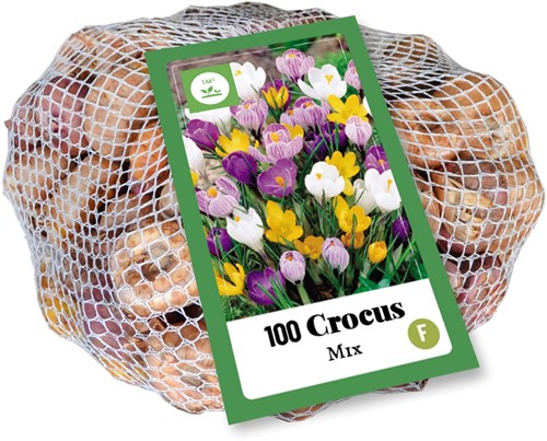 Crochi a grandi fiori - Crocus vernus (Confezione XL)