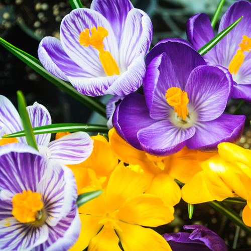 Crocus a fiore grande - Zafferano maggiore (Confezione L)