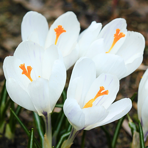 Crocus Giovanna d'Arco (Confezione L)