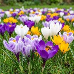 Crochi a grandi fiori - Crocus vernus (Confezione XL)