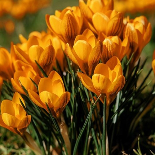 Croco Orange Monarch - Crocus chrysanthus