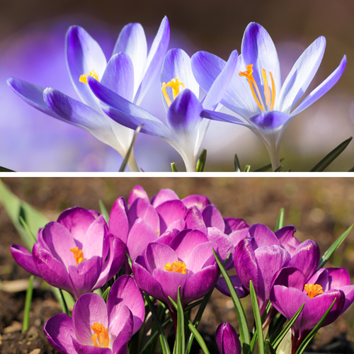 Crocus 'Blu Pearl & Roseus' (Crocus Tommasinianus)