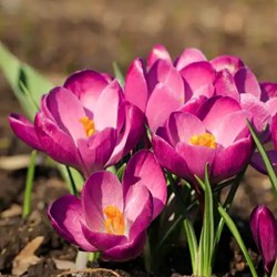 Crocus tommasinianus Roseus